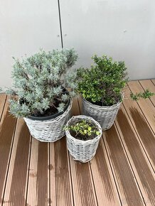 Sady 3 květin i s květináči - Levandule, buxus, fortunei. - 3