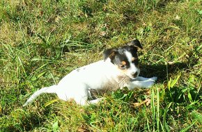 Štěně Jack Russell teriér - 3