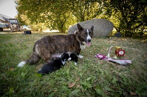 štěňata welsh corgi  cardigan - 3