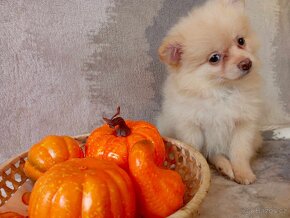 fenečka Německý Špic / Pomeranian - Cream - 3