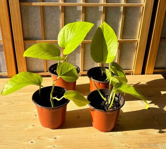 Epipremnum aureum Neon, Šplhavnice - 3