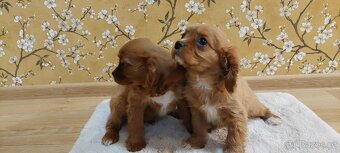 Kavalir king charles spaniel - 3