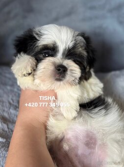 Maltipoo Morkie Tisha boy male - 3