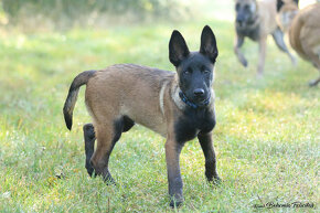 Belgický ovcák Malinois pejsek - 3