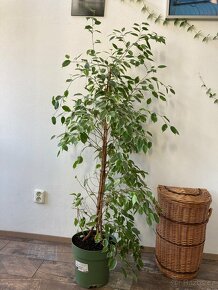 Ficus Benjamina Golden King 160cm - 3