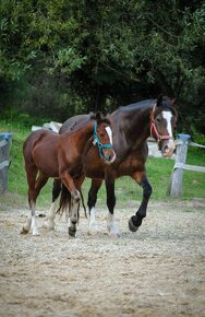 Klisnička Welsh Cob D k rezervaci - 3