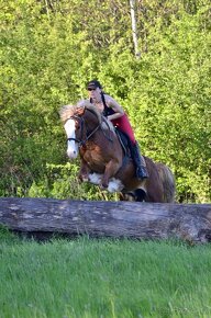 Připouštění Welsh cob - D - 3