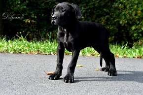 Cane Corso štěňátka s FCI PP - přátelská cena - 3