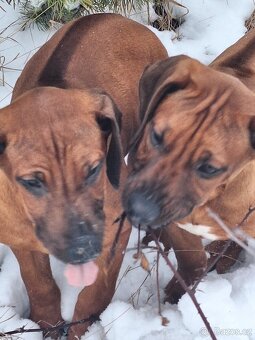 Rhodesian Ridgeback/rhodéský ridgeback - 3