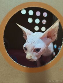 Kanadský sphynx koťátko - 3