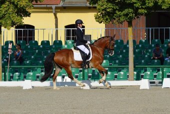 Welsh cob - 3