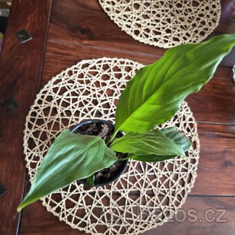 Spathiphyllum sadička - 3