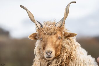 Cápova ovce - ovečky a beránci Hortobagy racka sheep - 3