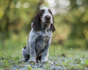 Italský spinone - 3