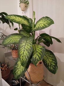 Dieffenbachia / Difenbachie 110 - 3