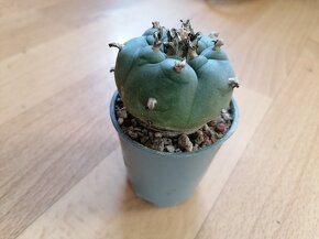 Sbírka 8 kaktusů kaktusy Lophophora a Astrophytum Mexiko USA - 3