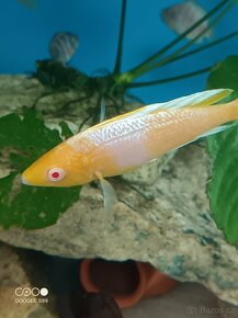 Cyprichromis sp. briliant jumbo Kitumba - 3