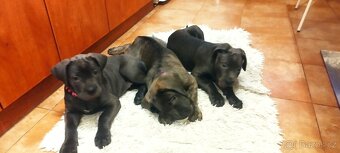 Nabízíme k prodeji štěňata Cane Corso - 3