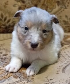 Šeltie-Sheltie - blue merle - 3