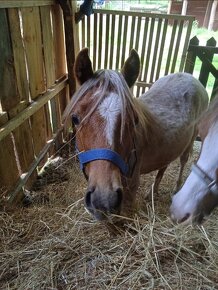 Welsh pony B - 3