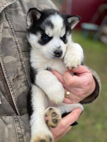 Nabízím na prodej čistokrevná štěňátka Sibiřský Husky - 3