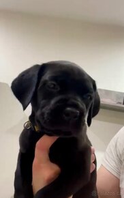 Cane Corso štěňátka - 3