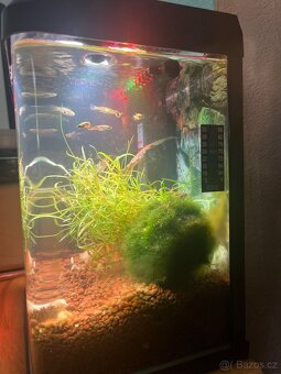 Nano akvarium Krüger Meier 7l - 3