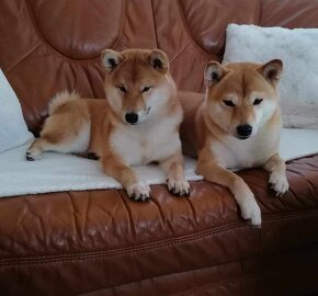 Shiba inu - 3