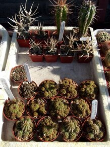 KAKTUSY - RŮZNÉ DRUHY Astrophytum, Echinopsis.... - 3