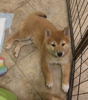 Shiba inu s PP - 3