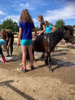 Pony-  shetland pony s PP - 3