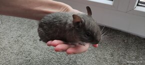 Osmák degu - 3