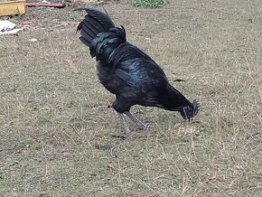 Kohout Ayam Cemani - 3