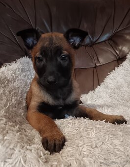 Belgický ovčák malinois - štěňata - 3