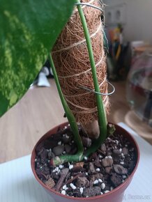 Monstera aurea - 3