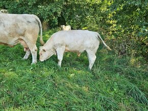 Charolais - 3