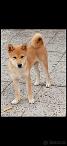 Prodám psa shiba-inu - 3