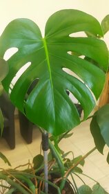 Filodendron - monstera. Pokojová květina. - 3