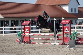 Welsh cob D, sportovní pony - 3