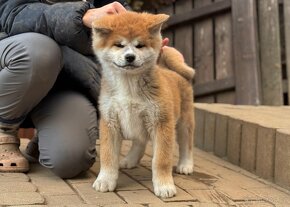 Akita Inu s PP FCI & AKIHO - rodiče import JAPONSKO - 3