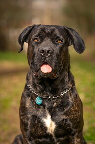 Krycí pes Cane Corso s PP - 3