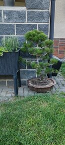 Bonsai, bonsaj, borovice v misce - 3