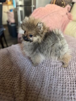 Pomeranian - 3