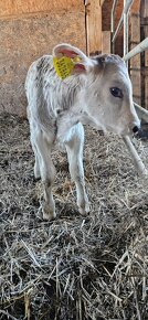 Brown Swiss V100 kráva + tele - 3