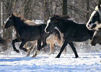 Prodej 3l klisny welsh cob D - 3