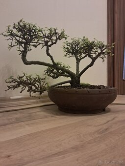 Bonsai Skalnik - 3