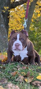 American Bully - pocket - 3