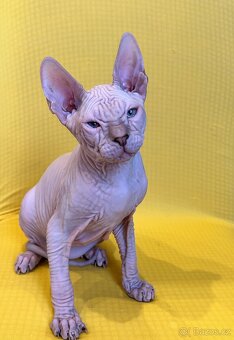 Don Sphynx PP - 3