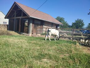 Prodám jalovičku masného typu, belgický modrý a Aber augus . - 3