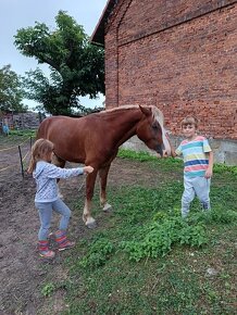 Welsh cob 4,5 roku - 3